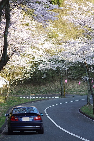 090411山桜.jpg